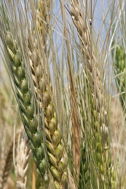 Hetha Khapli Whole Wheat Grains - Certified Organic by ECOCERT