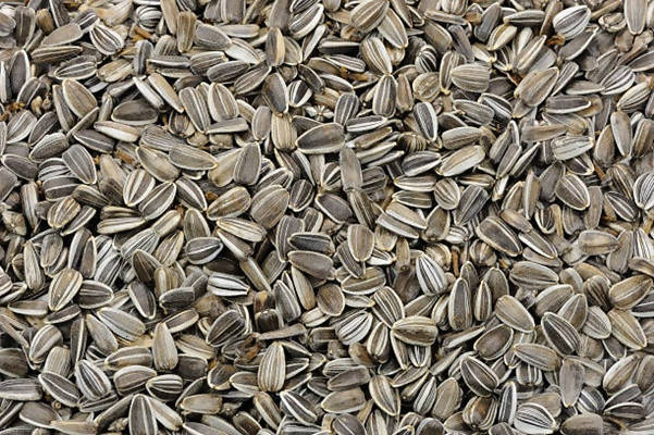 Freshon Organic Sunflower Seeds