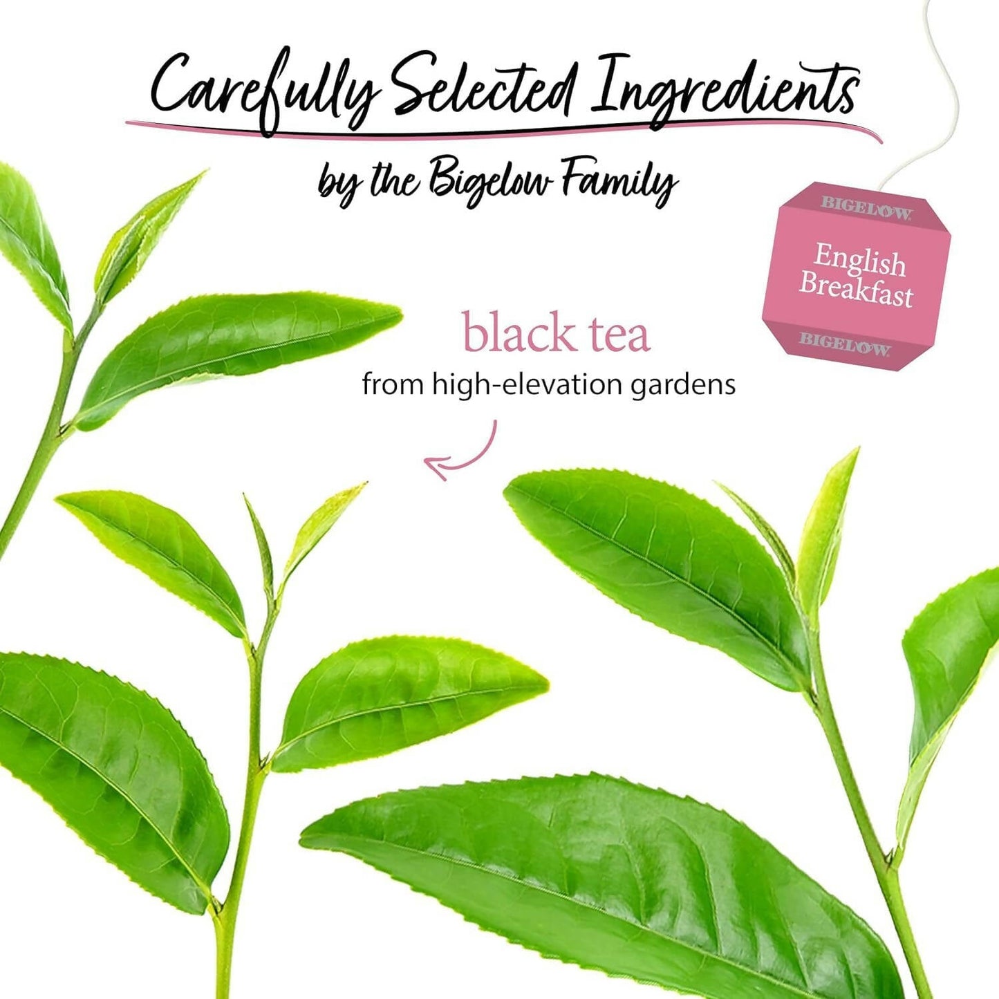 Bigelow Tea English Breakfast Black Tea Freshness & Aroma Caffeinated