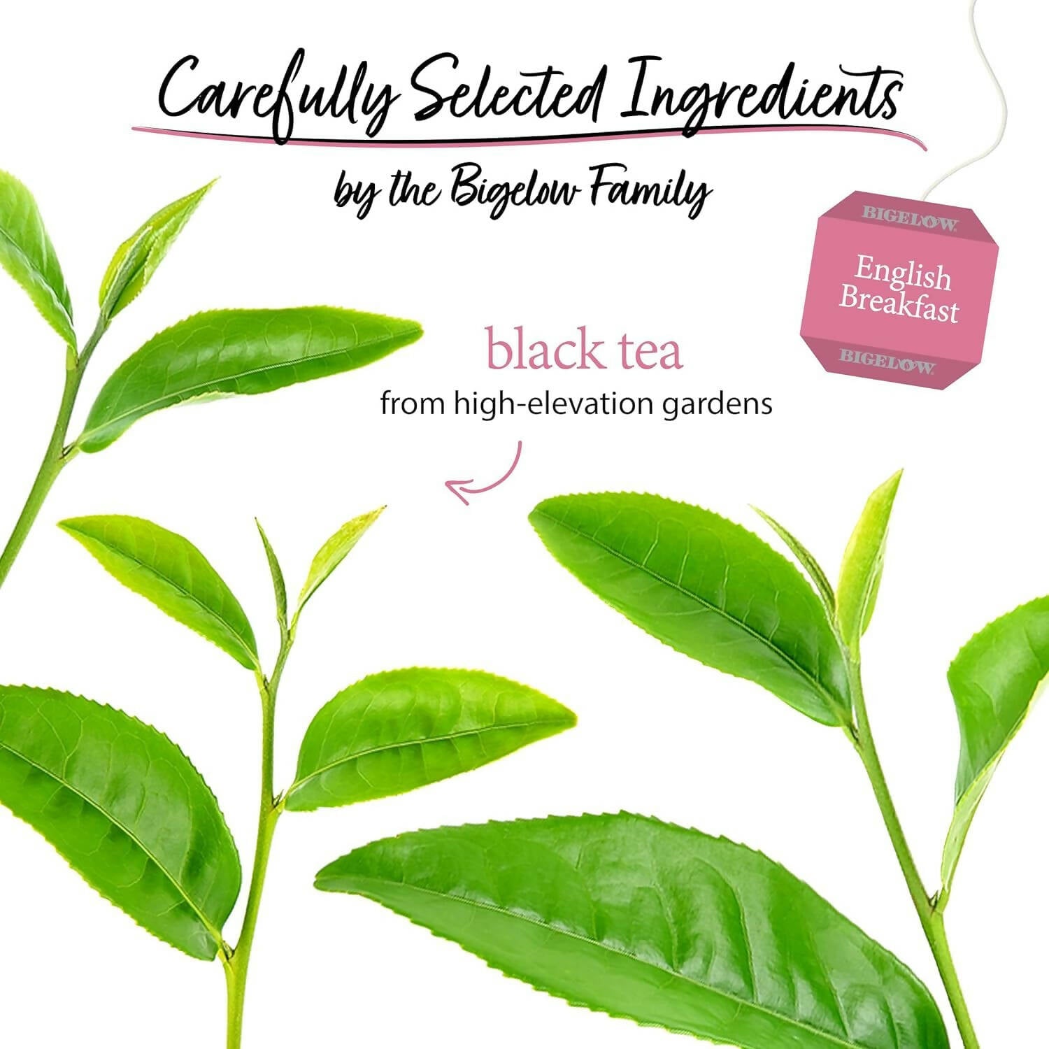 Bigelow Tea English Breakfast Black Tea Freshness & Aroma Caffeinated